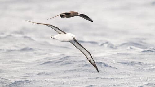 Tiere im Sturm Bild 6