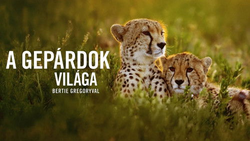 Geparde hautnah mit Bertie Gregory Bild 2