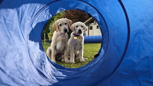 Marley & Ich 2 - Der frechste Welpe der Welt Bild 2