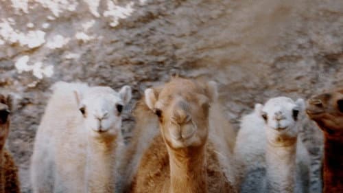 Notas de un Dromedario Bild 1