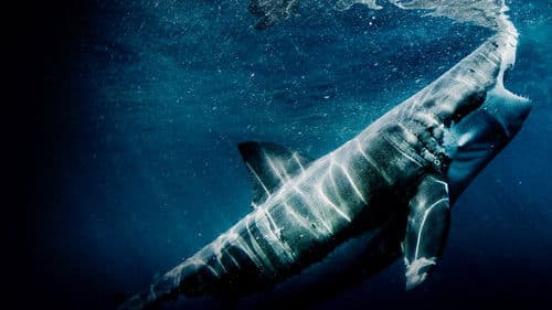 Haie - Die ultimativen Jäger Bild 2