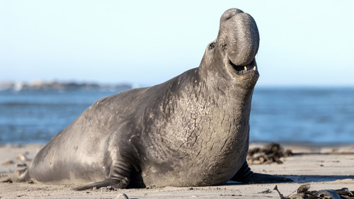 Underdogs: Außenseiter des Tierreichs Bild 4