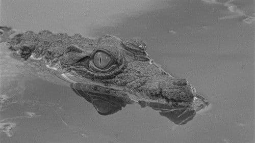 Tabu - Eine Geschichte von Liebe und Schuld Bild 3