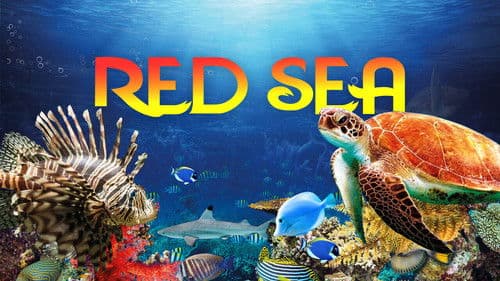 Red Sea 4K Bild 2