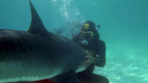 Dschungel-Django Bild 5