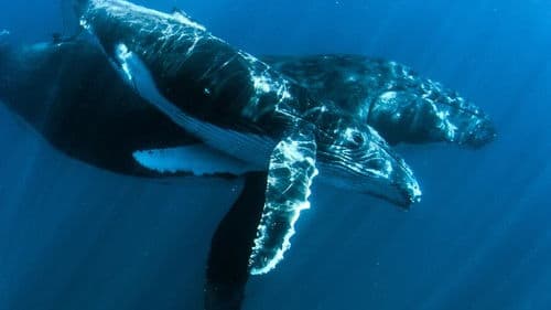 Ningaloo Nyinggulu Bild 2