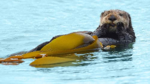Big Sur - Kaliforniens wilde Küste Bild 1