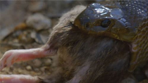 Australiens Schlangen-Insel Bild 7