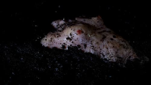 Tomorrow I Will Be Dirt Bild 2