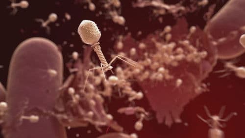 The Virus Within Us Bild 2