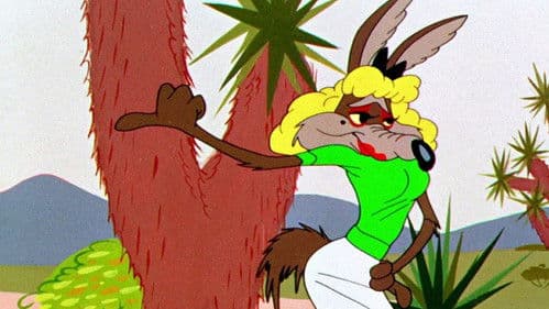 Kein Mittagessen für Kojote Bild 2