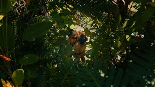 O Cavalo de Pedro Bild 2