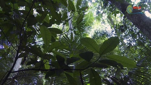 Botanist Francis Hallé Explains... Bild 7