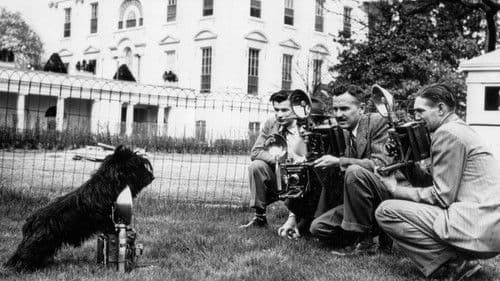 Die Hunde der Mächtigen - und eine Katze Bild 1