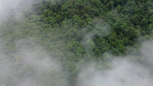 El bosque entre la niebla Bild 1