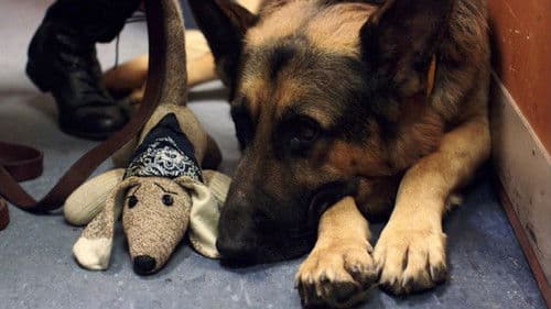 Die Spürnasen - Ermittler auf vier Pfoten Bild 4