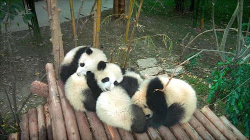 Pandas Bild 2