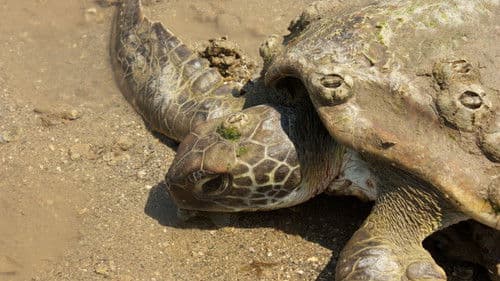 Stranger Than Nature Bild 2