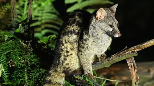 Wild Little Cats Bild 6