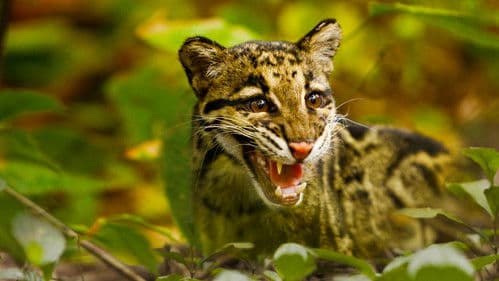 Return of the Clouded Leopards Bild 1
