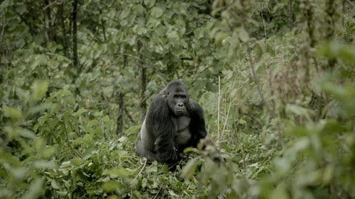 Silverback Bild 1