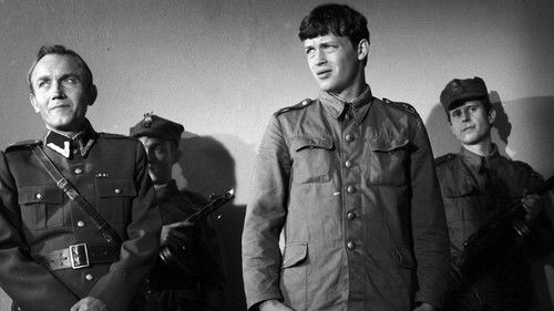 Wierne blizny Bild 1