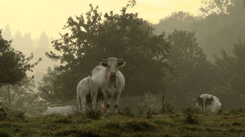Bovines Bild 1