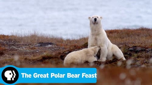 The Great Polar Bear Feast Bild 2
