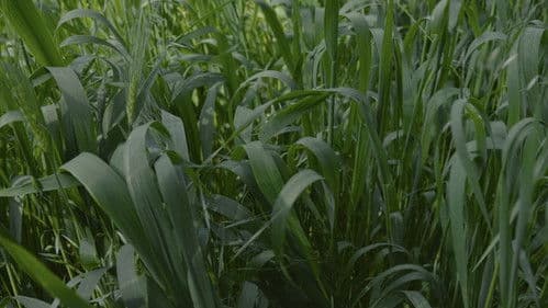 Para atrapar el viento Bild 3