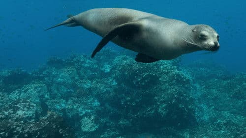 Seelöwen auf Galapagos Bild 6