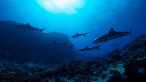 Hai vs. Delfin Bild 2