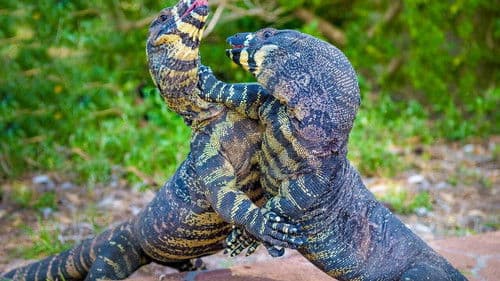 Au cœur de l'Australie sauvage Bild 1