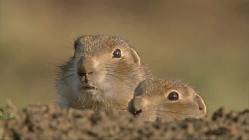 Animal House Bild 1