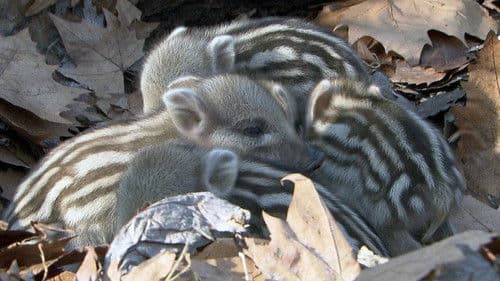 Les sangliers sont de retour Bild 2