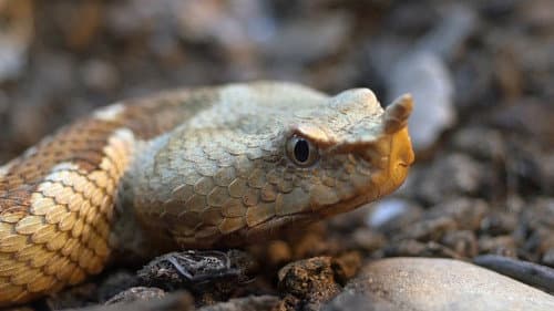 Afrikas Superpython Bild 1