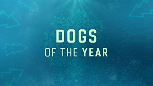 Dogs of the Year Bild 1