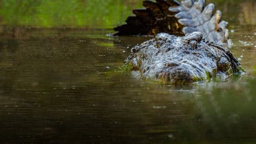 Madagascar's Weirdest Bild 6