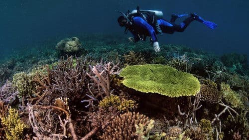 Die Rückkehr der Korallen Bild 1