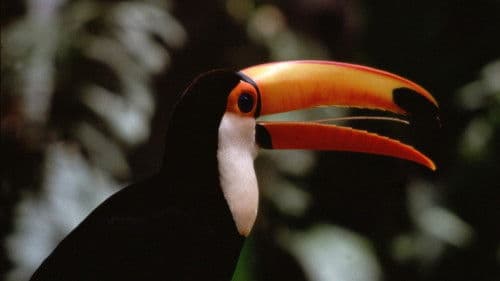 The Life of Birds Bild 1