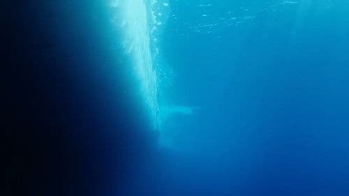 Antarktis - Die Reise der Pinguine Bild 6