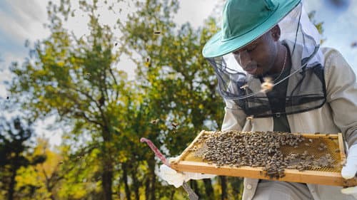 Die geheimnisvolle Welt der Bienen Bild 4