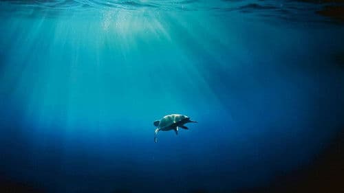 Méditerranée: L'odyssée pour la vie Bild 4