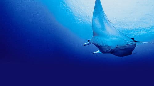 Jäger der Meere Bild 7