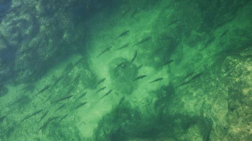 Flussgiganten Bild 6