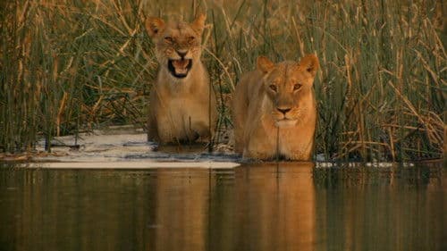 Birth of a Pride Bild 5