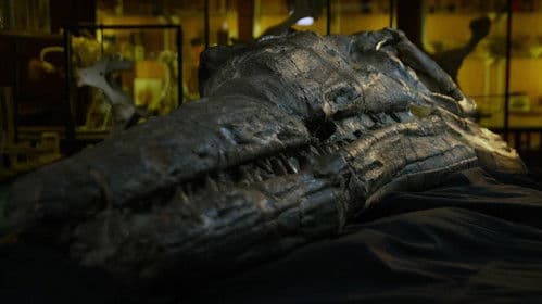 Attenborough and the Sea Dragon Bild 8