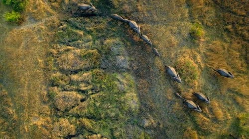 Migrations: Herds on the Move Bild 2