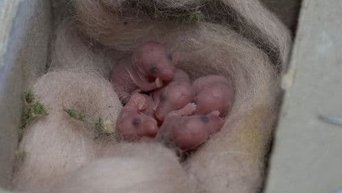 Mice of Rietveld Bild 1