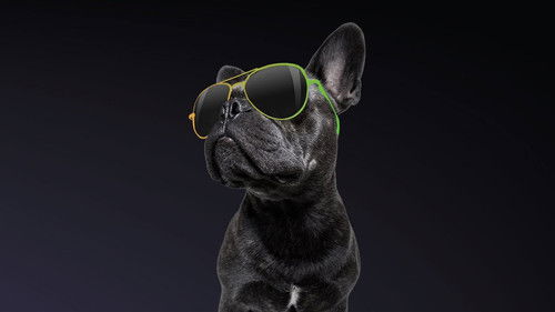 Amerikas lustigste Tiervideos Bild 4