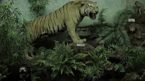 Ουασιγκτόνια Bild 1